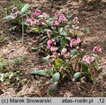 Bergenia Pink Dragonfly