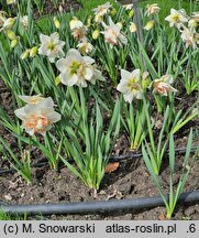 Narcissus Delnashaugh
