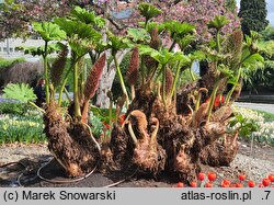 Gunnera manicata (gunnera olbrzymia)