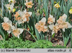 Narcissus Apple Pie
