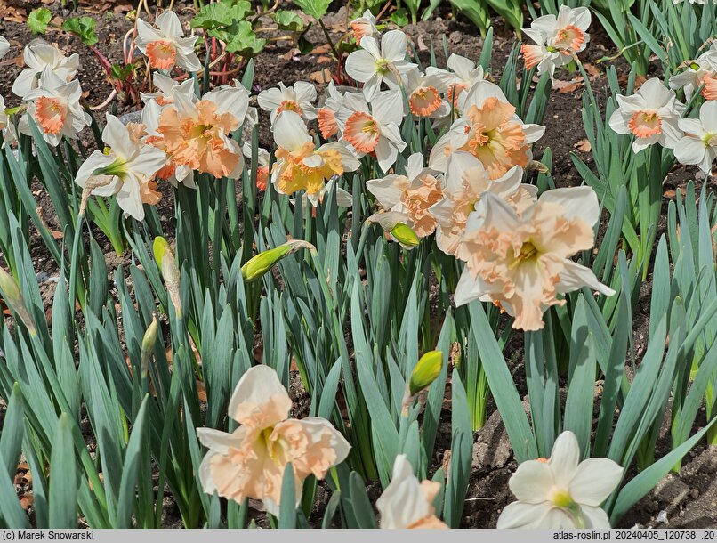Narcissus Apple Pie