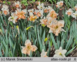 Narcissus Apple Pie