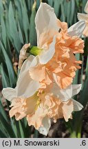 Narcissus Apple Pie