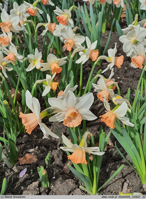 Narcissus Iwona