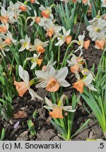 Narcissus Iwona