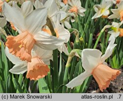Narcissus Iwona