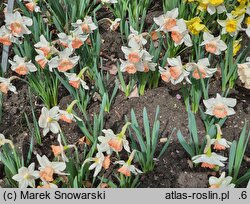 Narcissus Pink Charm
