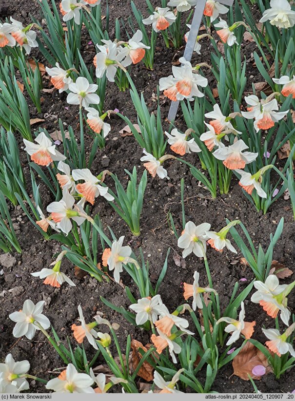 Narcissus Pink Charm
