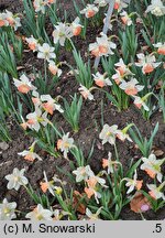 Narcissus Pink Charm