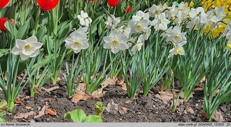 Narcissus Frosty Show