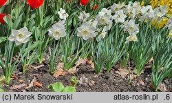 Narcissus Frosty Show