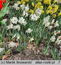 Narcissus Frosty Show