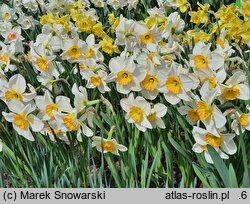 Narcissus Flower Record