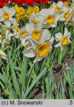 Narcissus Flower Record