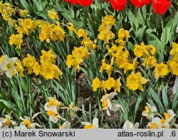 Narcissus Dutch Master