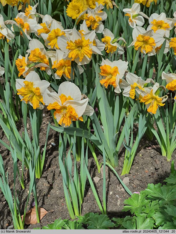 Narcissus Parisienne
