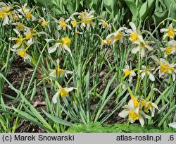 Narcissus Sophie's Choice