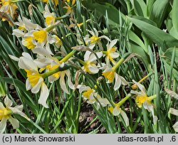 Narcissus Sophie's Choice