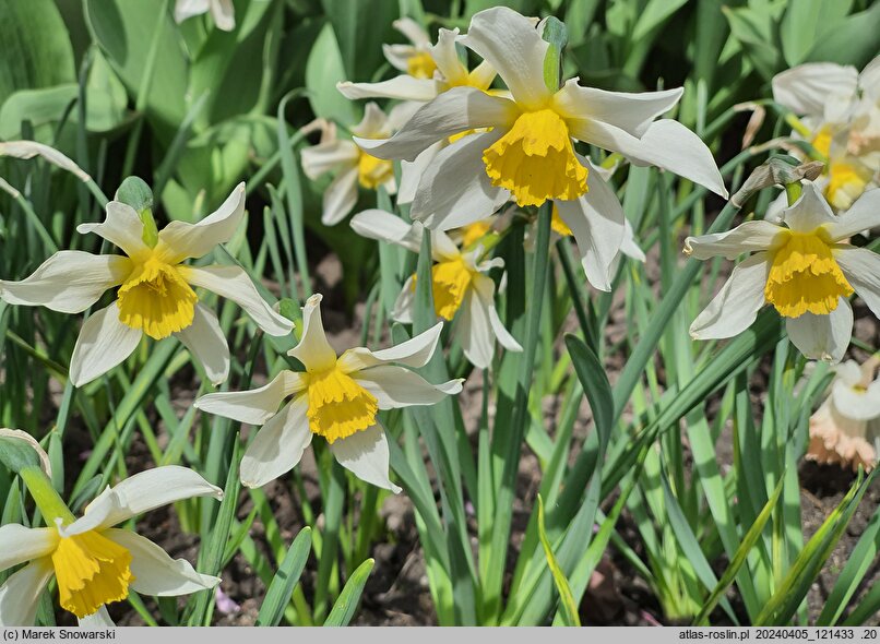Narcissus Sophie's Choice