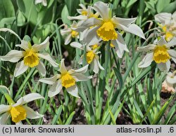 Narcissus Sophie's Choice