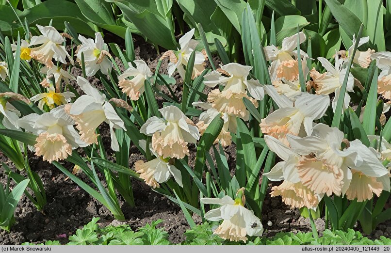 Narcissus British Gamble