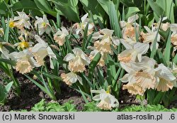Narcissus British Gamble