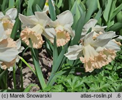 Narcissus British Gamble