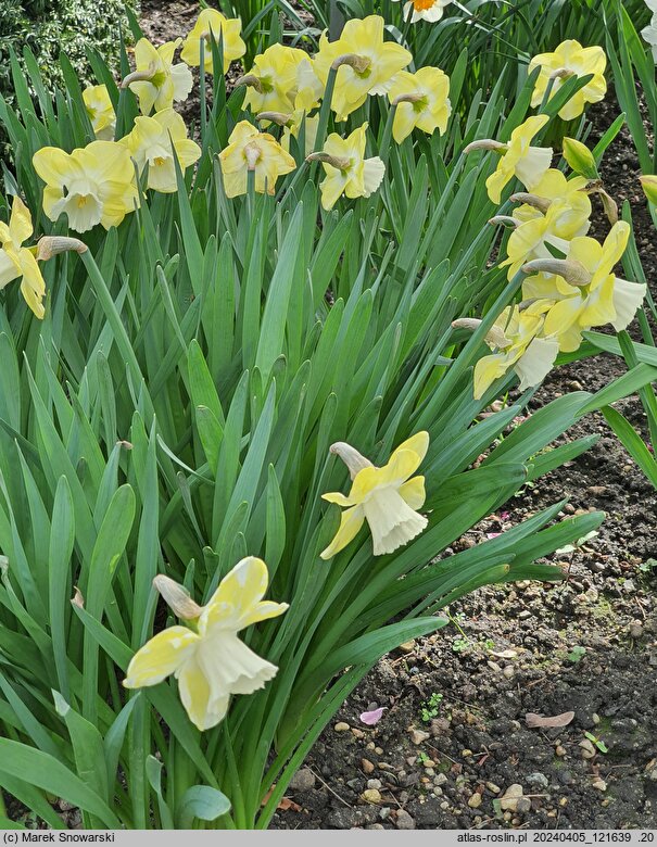 Narcissus Avalon