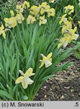 Narcissus Avalon