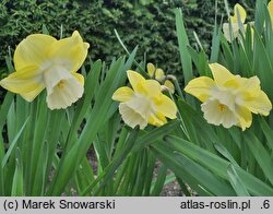 Narcissus Avalon