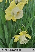 Narcissus Avalon