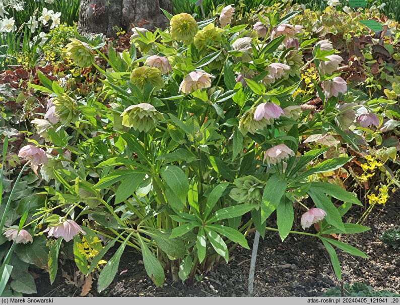 Helleborus orientalis Double Pink Spotted