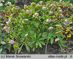 Helleborus orientalis Double Pink Spotted