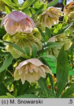 Helleborus orientalis Double Pink Spotted