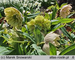 Helleborus orientalis Double Pink Spotted