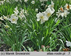 Narcissus Papillon Blanc