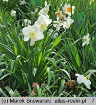 Narcissus Papillon Blanc