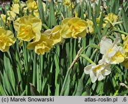 Narcissus Cheerfulness