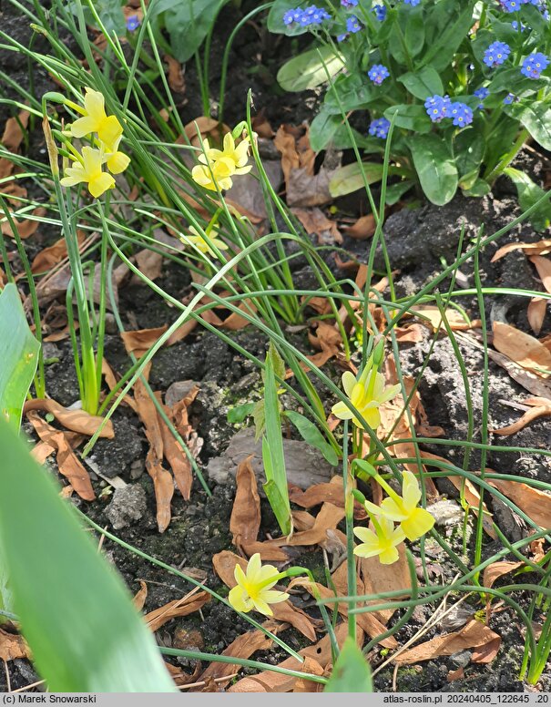 Narcissus Angels Whisper