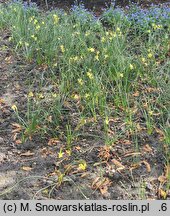 Narcissus Angels Whisper