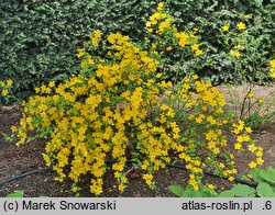 Kerria japonica (złotlin japoński)