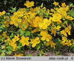 Kerria japonica (złotlin japoński)