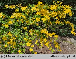 Kerria japonica (złotlin japoński)
