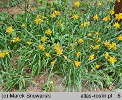 Narcissus Sweetness