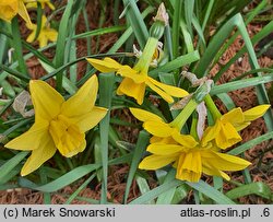Narcissus Sweetness