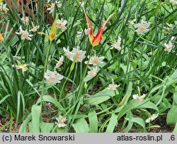 Narcissus Bell Song