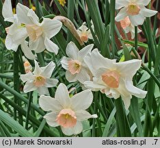 Narcissus Bell Song