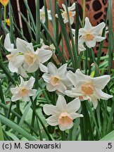 Narcissus Bell Song