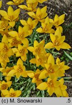 Tulipa clusiana (tulipan Klusjusza)