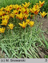 Tulipa clusiana (tulipan Klusjusza)